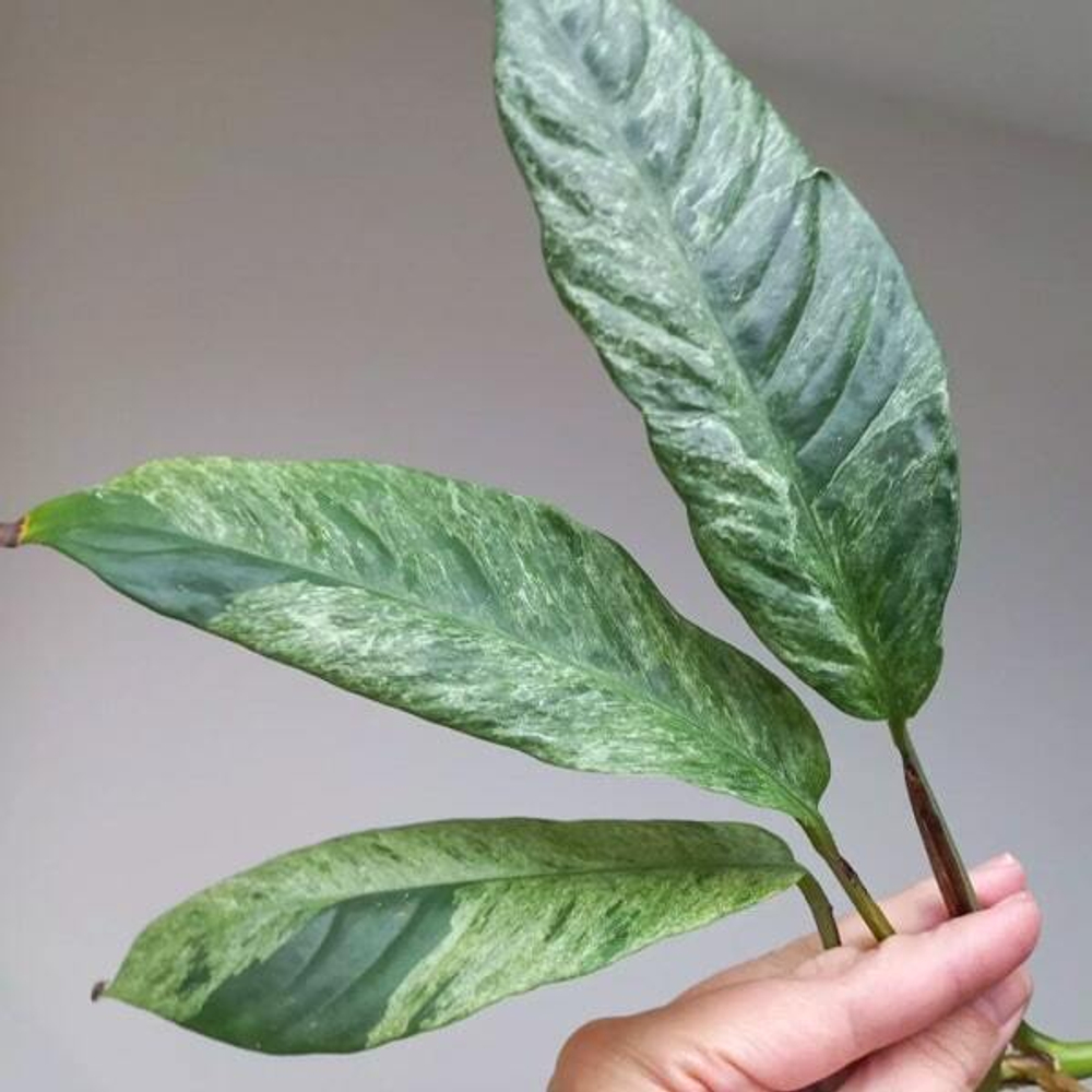 Рафидофора FORAMINIFERA MINT VAR