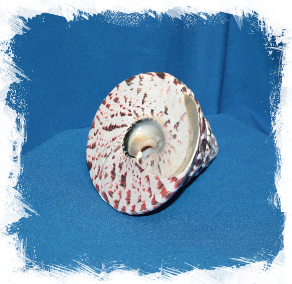 Нильский трохус 8-11 см