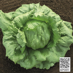 Джойс семена салата айсберг (Bejo / Бейо)