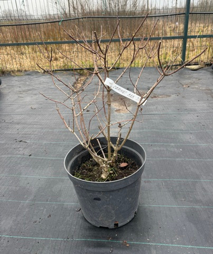 Гортензия Summer Love