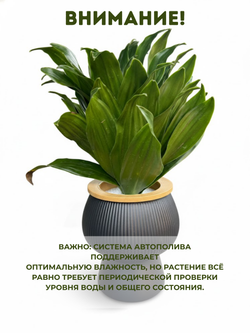 Драцена Sun God д. 11