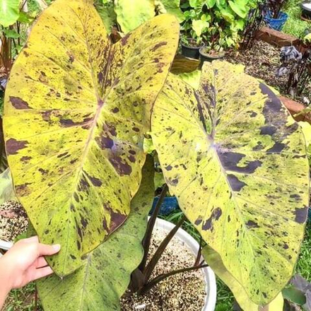 Колоказия BLACK NAPE