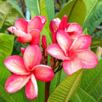 Плюмерия THONG TAWEECHOK