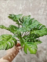 Куст монстера, 15 листьев