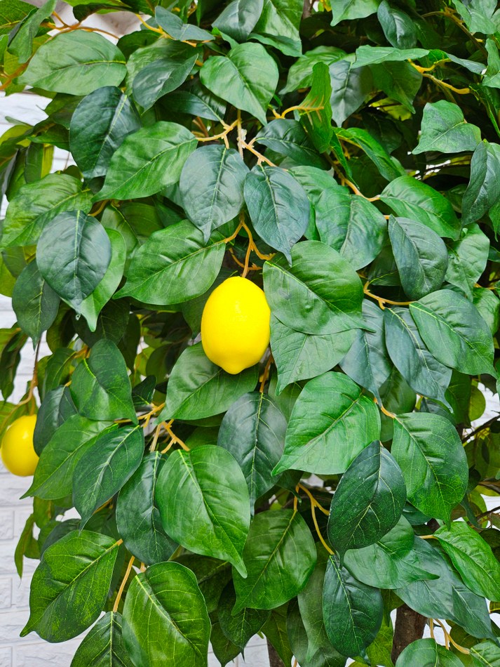 Дерево Лимон 280см в кашпо