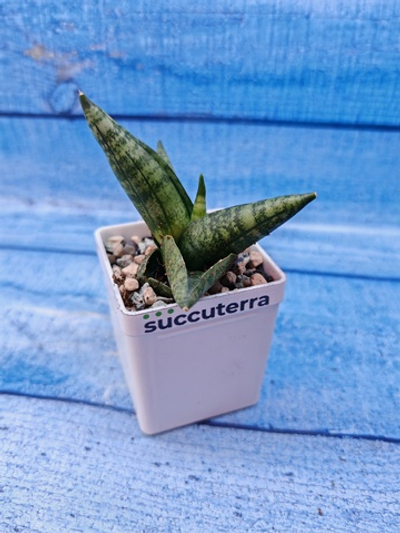 Sansevieria Cylindrica Boncellensis (Сансевиерия)