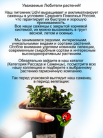 Гипсофила ясколковидная Плена многолетняя