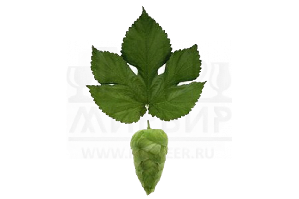 Хмель Motueka, 1 кг