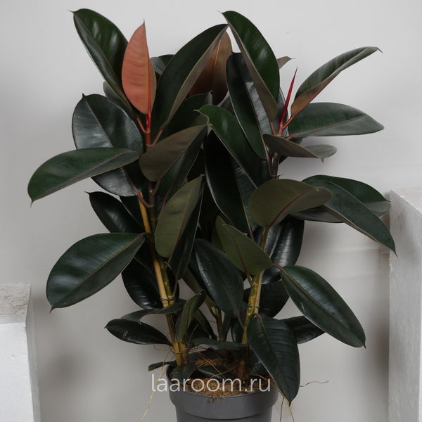 Фикус Эластика Абиджан 3 ств 27/110