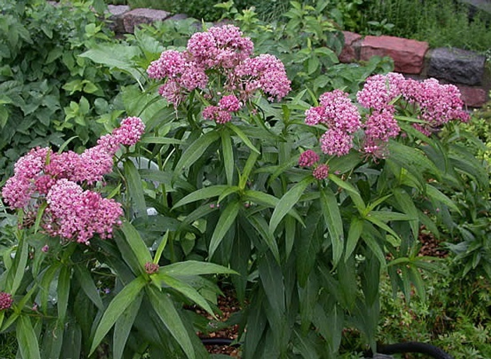 Ваточник мясо-красный "Cinderella". Asclepias incarnata "Cinderella".