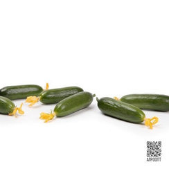 Кватрино F1 семена огурца партенокарпического  (Rijk Zwaan / Райк Цваан)