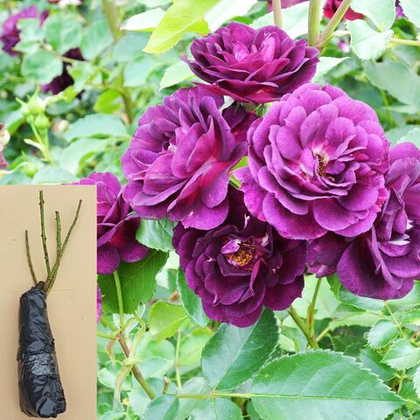 Роза Миднайт Блю шраб, кустовая саженец с ОКС