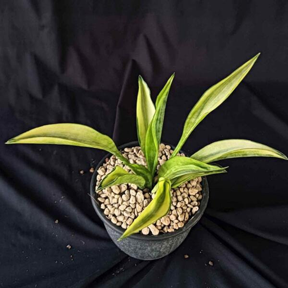 Сансевиерия CONSINNA