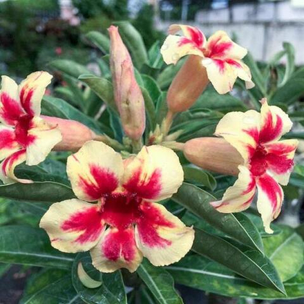 Адениум обесум 279 Star Slutter Mutation