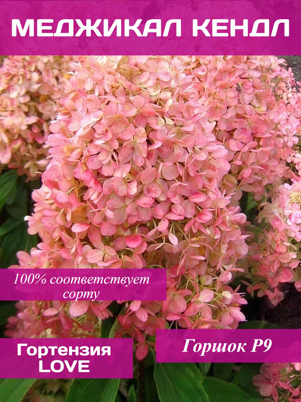 Меджикал Кэндл гортензия метельчатая