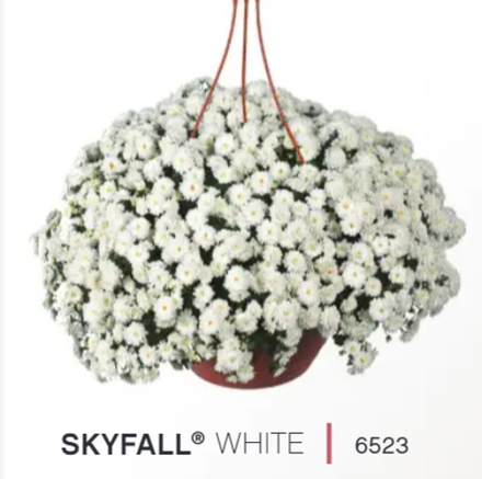 ЕВРО Хризантема мультифлора ампельная Skyfall white ОКС укорененный черенок конец марта - апрель