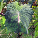 Колоказия STAR LIGHT