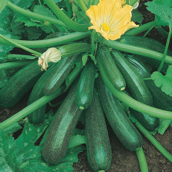 Диамант F1 семена кабачка (Seminis / ALEXAGRO) культура – фото 3