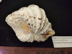 Хиппопус-Хиппопус "110-150-310 мм"