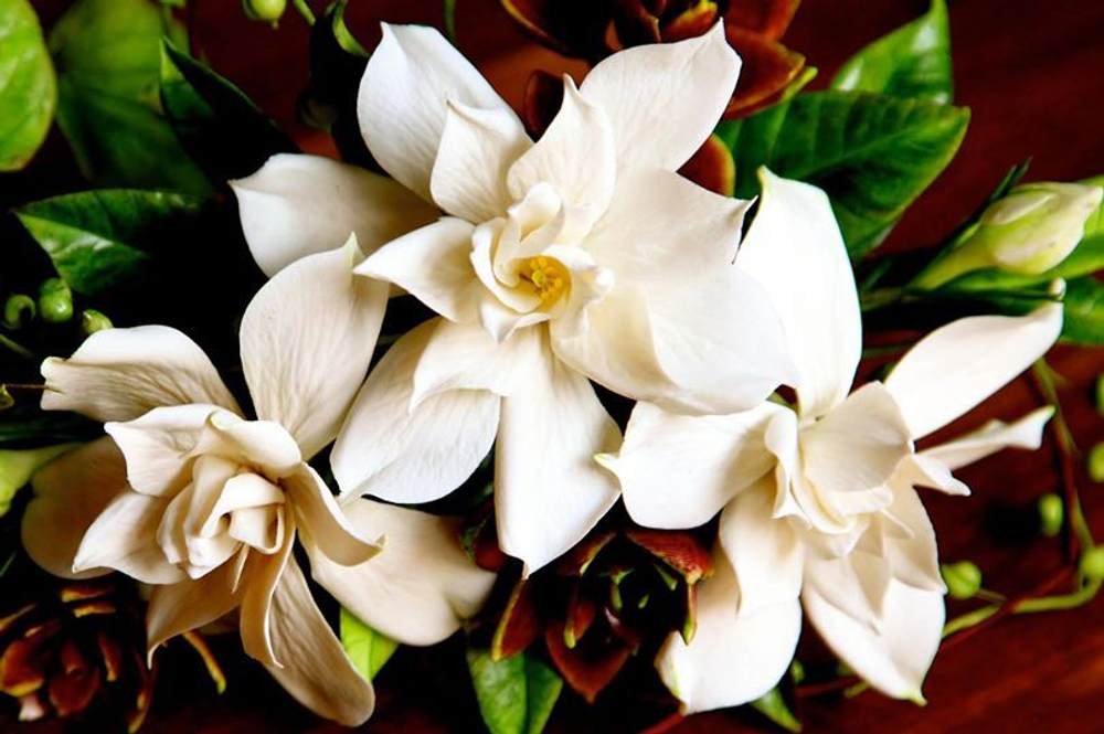 Чувства Любви