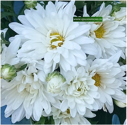 Корейская зимостойкая хризантема. Снежинка 🌻 /поставка весна 2026г/