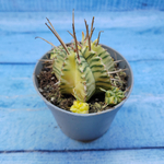 Euphorbia meloformis f. Variegated (Эуфорбия вариегатная)
