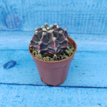 Gymnocalycium Friedrichii (Гимнокалициум)
