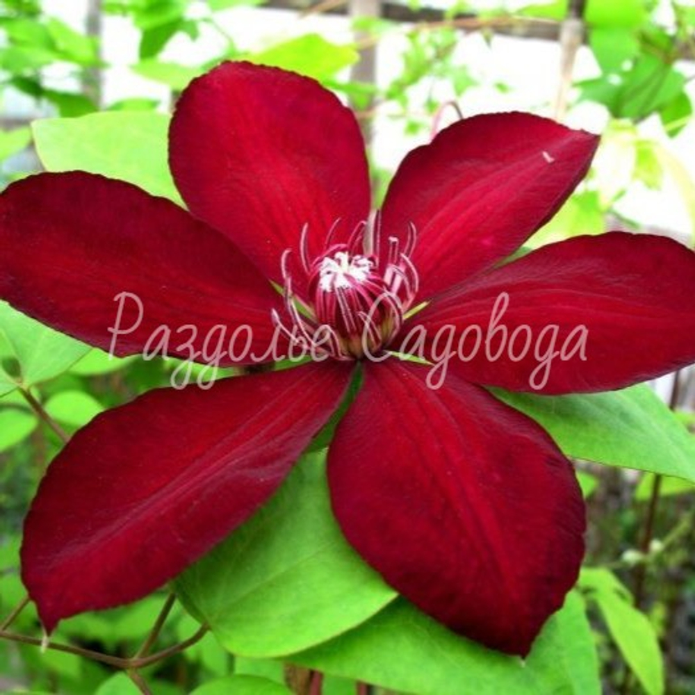 Клематис крупноцветковый Вестерплатте