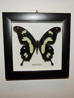 Бабочка Papilio hesperus в рамке