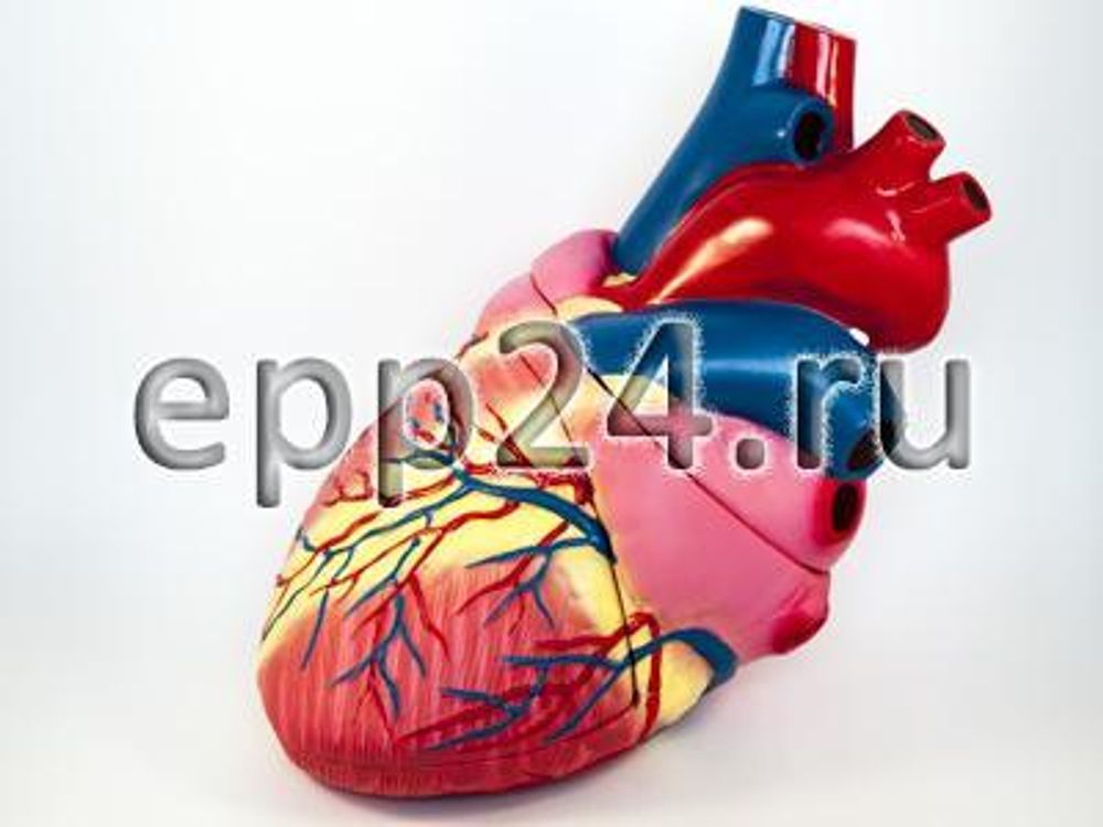 Комплект анатомических моделей