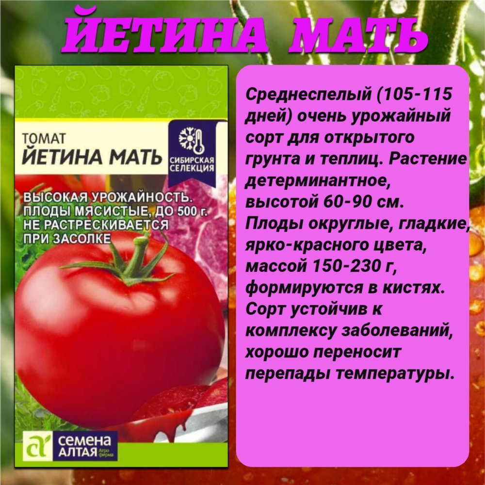 Лучшие сорта томата: Настенька, Йетина Мать и Хурма. Семена Алтая