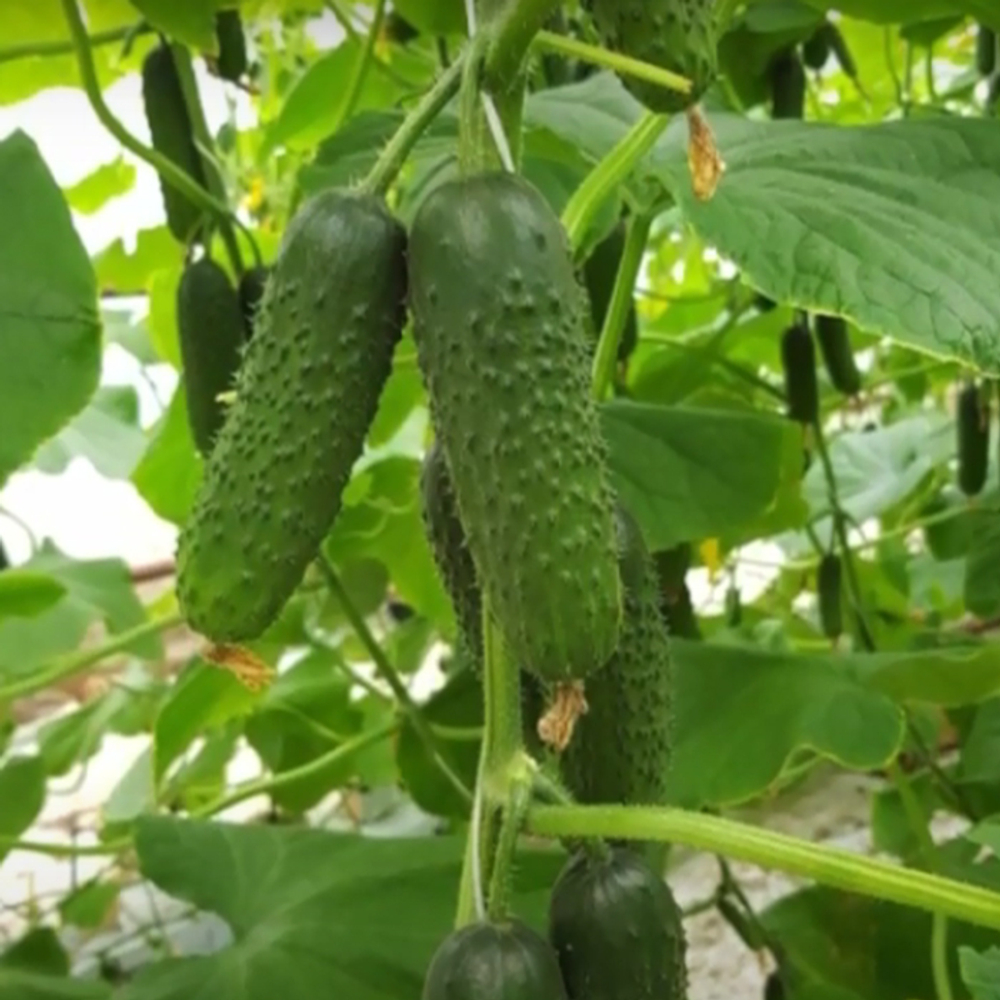 Илонара F1 семена огурца партенокарпич. (Rijk Zwaan / Райк Цваан)