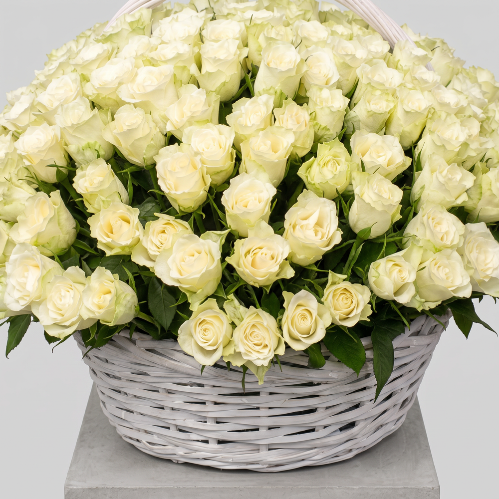Шикарная корзина из 250 роз белого цвета