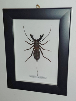 Скорпион хлыстовидный в рамке