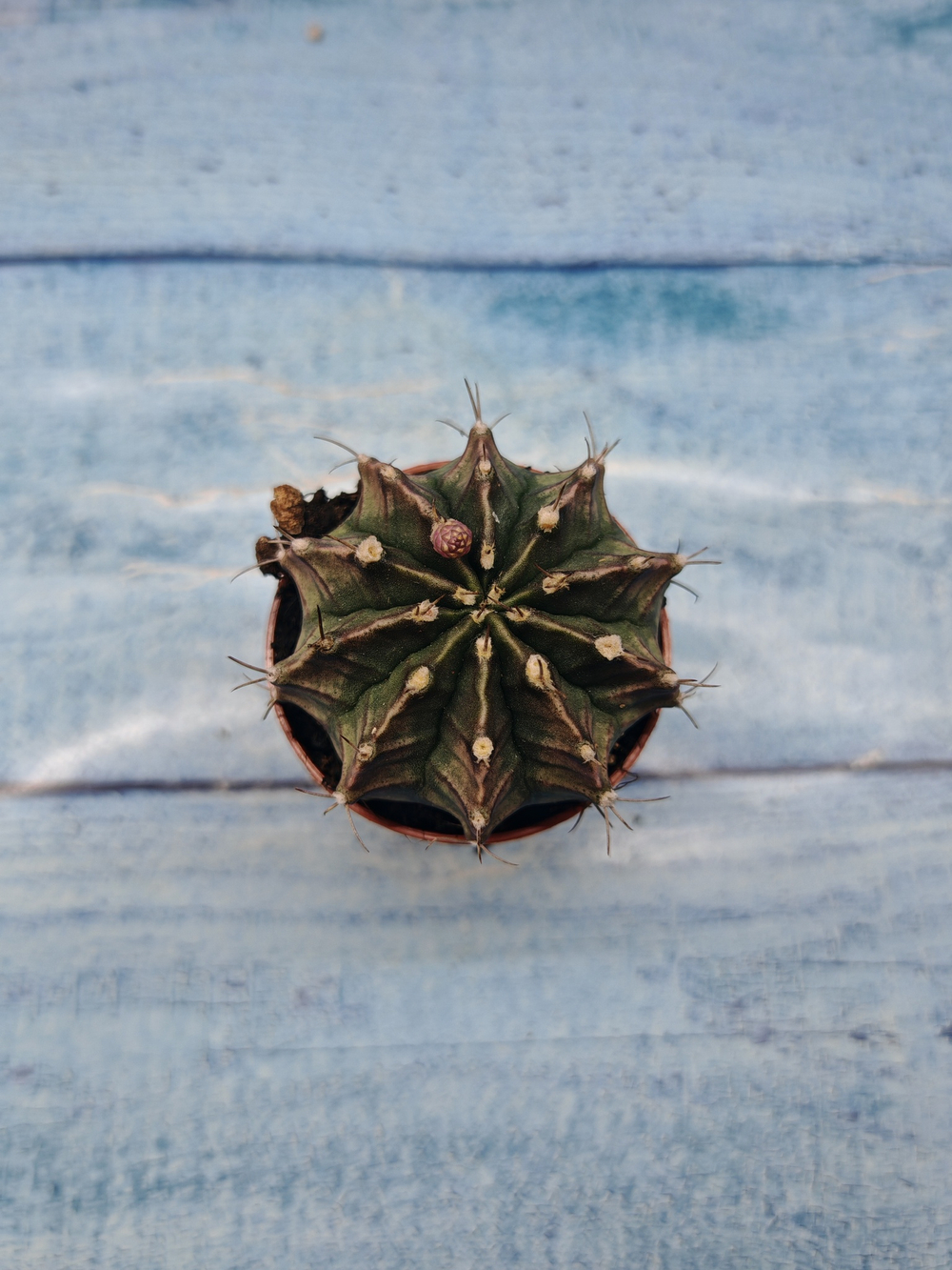 Gymnocalycium Friedrichii (Гимнокалициум)