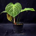 Филодендрон EL CHOCO RED