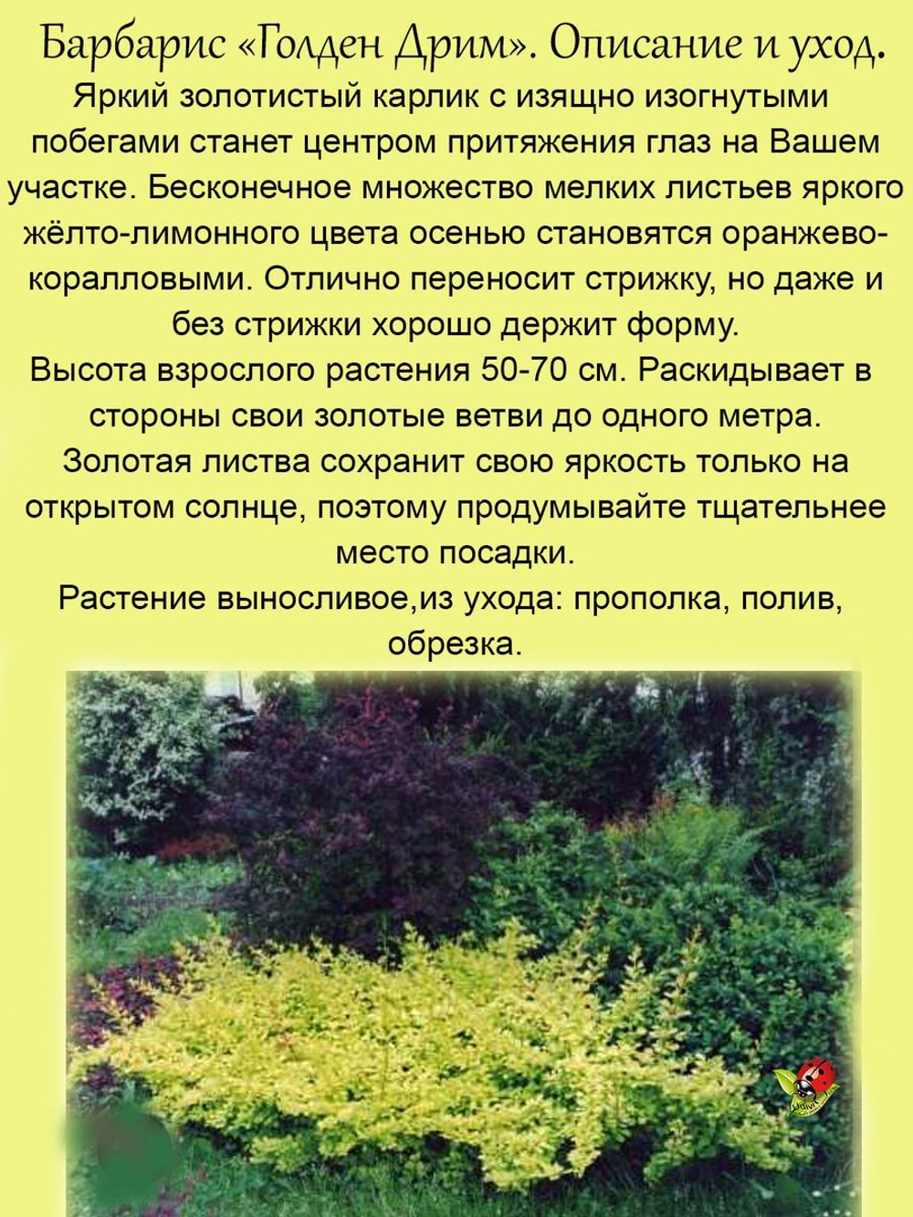 Барбарис Золотая мечта Голден Дрим многолетний