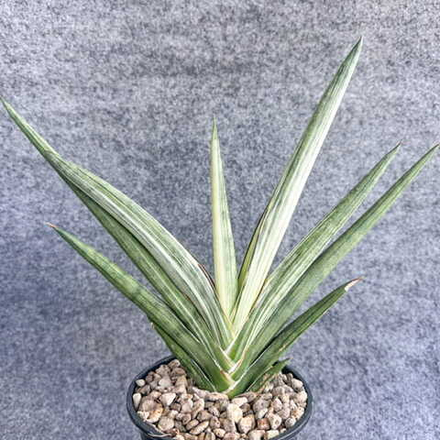 Сансевиерия MUTOMO WHITE VAR