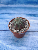 Euphorbia Obesa (Эуфорбия)