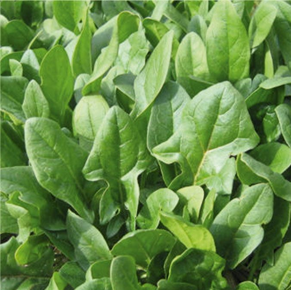 Матадор семена шпината (Гавриш)