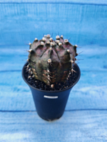 Gymnocalycium T-Rex Pink hybride (Гимнокалициум T-rex)