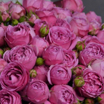 Роза спрей Misty Bubbles