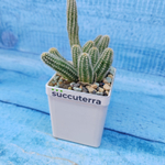 Chamaecereus Silvestrii (Хамецереус)