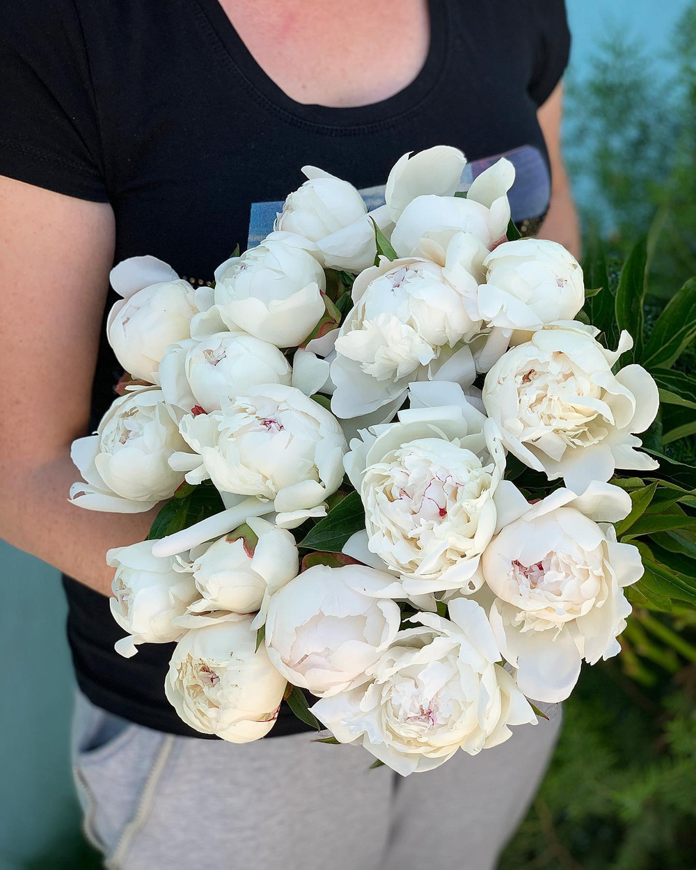 Белые пионы "Shirley Temple"