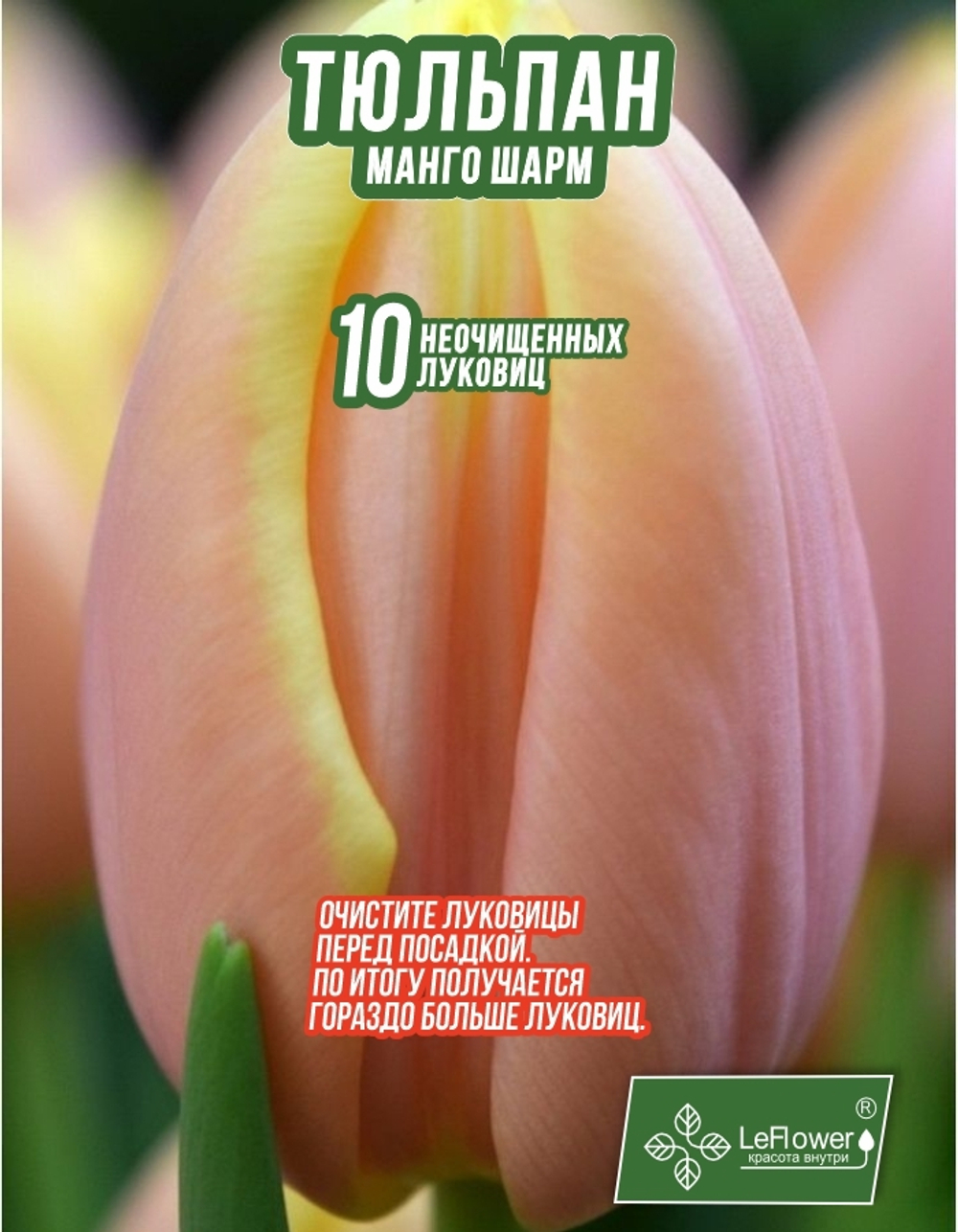 Тюльпан Луковица, Манго Шарм, 10шт