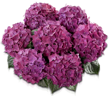 Гортензия крупнолистная (Macrophylla) Hot Red Purple 9 шт.