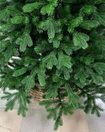 Ель искусственная «Хлоя» (Литая хвоя) 250 см / 2,5 м