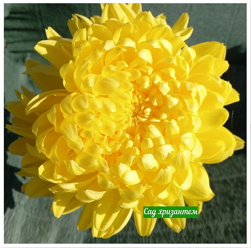Хризантема одноголовая King 🌼 о.3 (отгрузка август - сентябрь 2025г)
