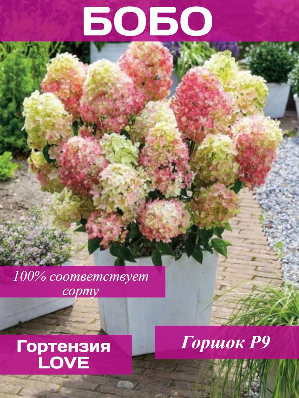 Гортензия метельчатая Бобо
