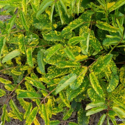 Кровохлебка Лемон Сплеш С2